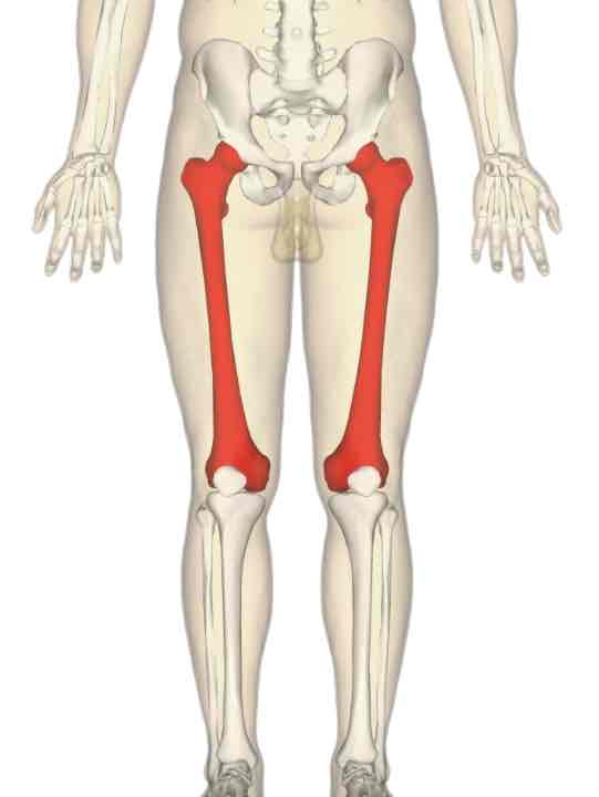 <p><span>The thigh</span></p>