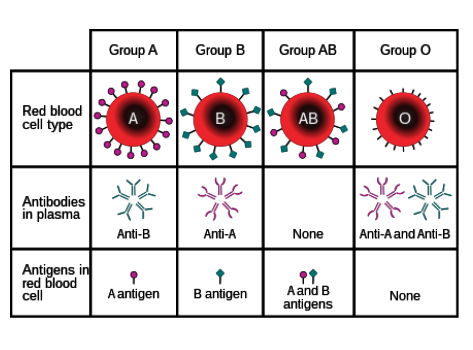 <p>Anti-A and anti-B</p>