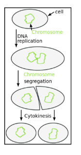 <p>Binary Fission is the most common form of asexual reproduction in bacteria and involves the</p><p>division of a unicellular organism into TWO</p><p>Some bacteria can double their numbers every twenty minutes wOW!</p><p>Steps:</p><p>1) A cell grows to TWICE its size</p><p>2) DNA replicates</p><p>3) DNA separates</p><p>4) Protein* accumulates at cleavage site</p><p>5) The cytoplasm divides</p><p>6) A new wall is synthesised</p><p>7) Two identical offspring are formed</p><p>*Both cells need proteins</p><p></p>