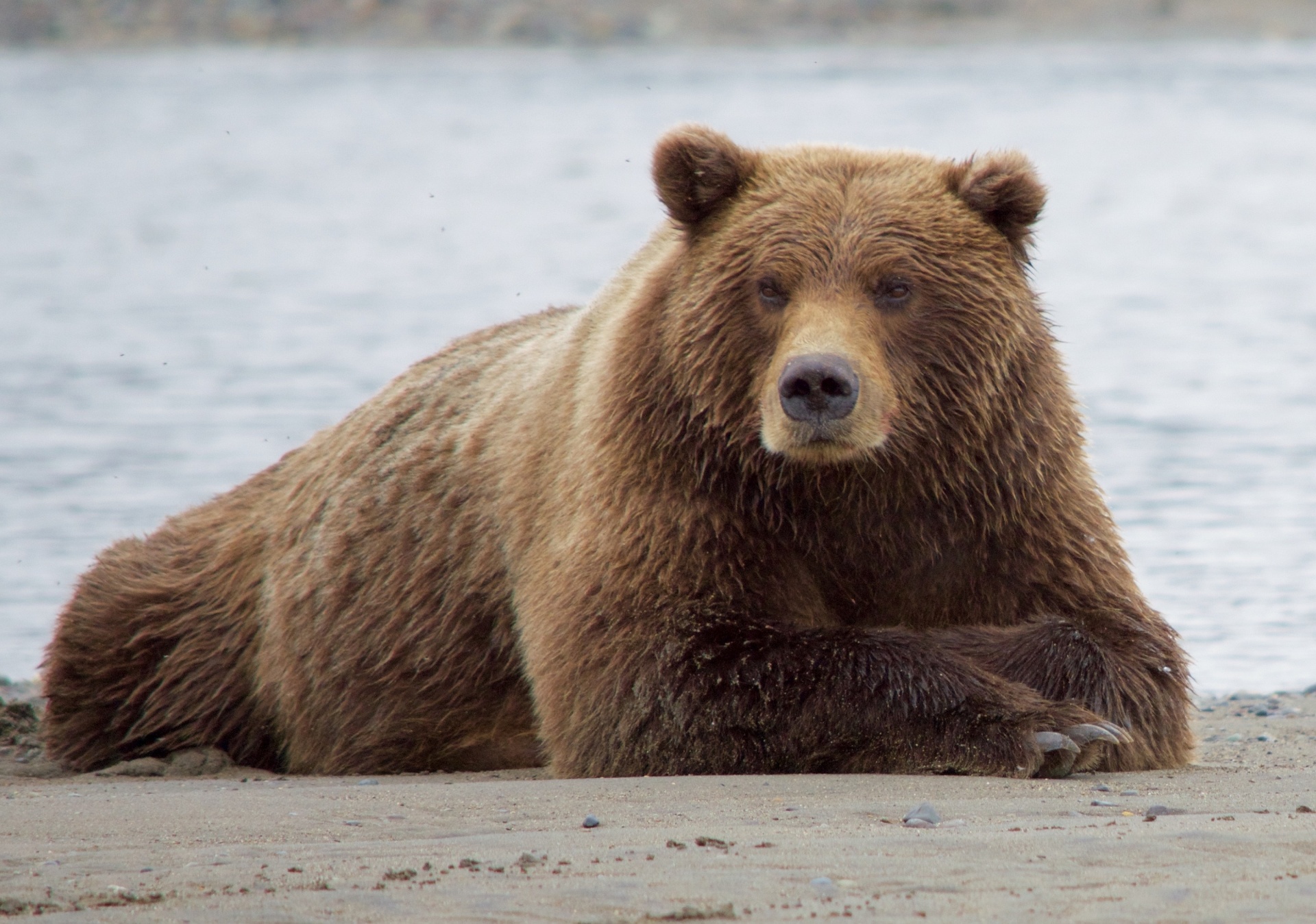 <p>bears and relatives </p>