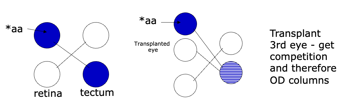 <ul><li><p>monocular deprivation → competition reduced</p></li><li><p>inputs from open eye form complete topographic map </p></li><li><p>frog optic tectum: no competition → no columns</p></li></ul><p></p>