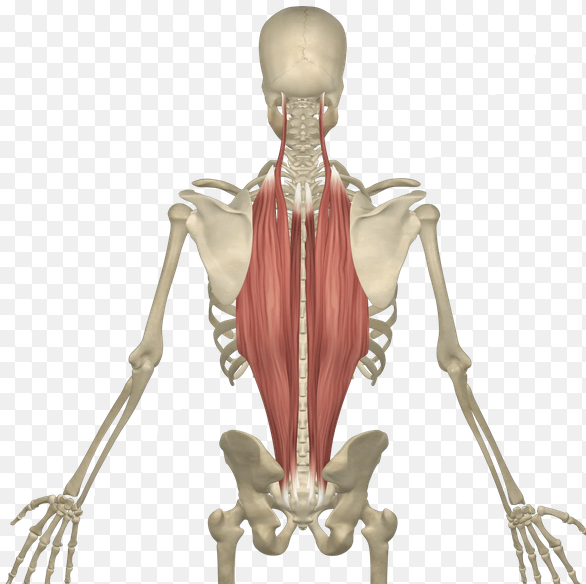 <p>Keep spine erect, and extends spine</p>