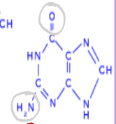 <p>[IDENTIFY THE STRUCTURE OF  5 NUCLEOTIDE] </p>