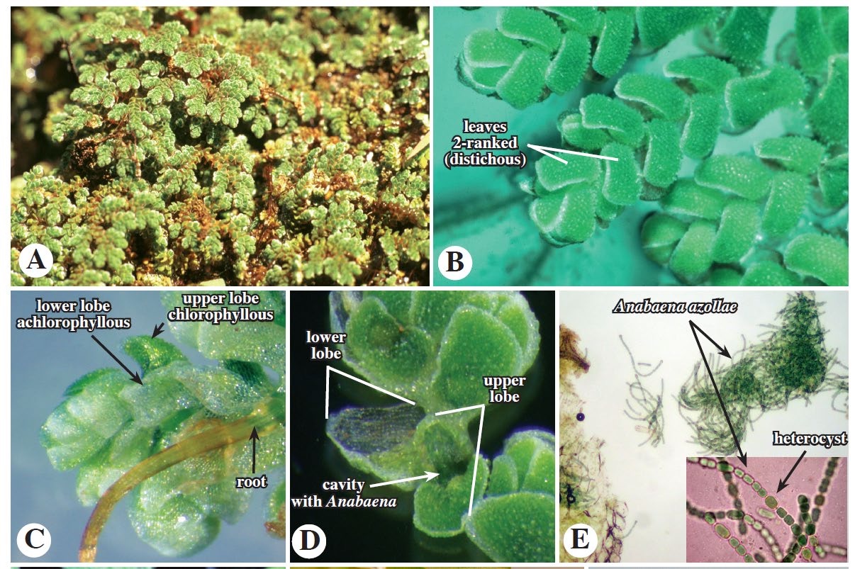 <p>Azollaceae <u>Azolla</u></p>