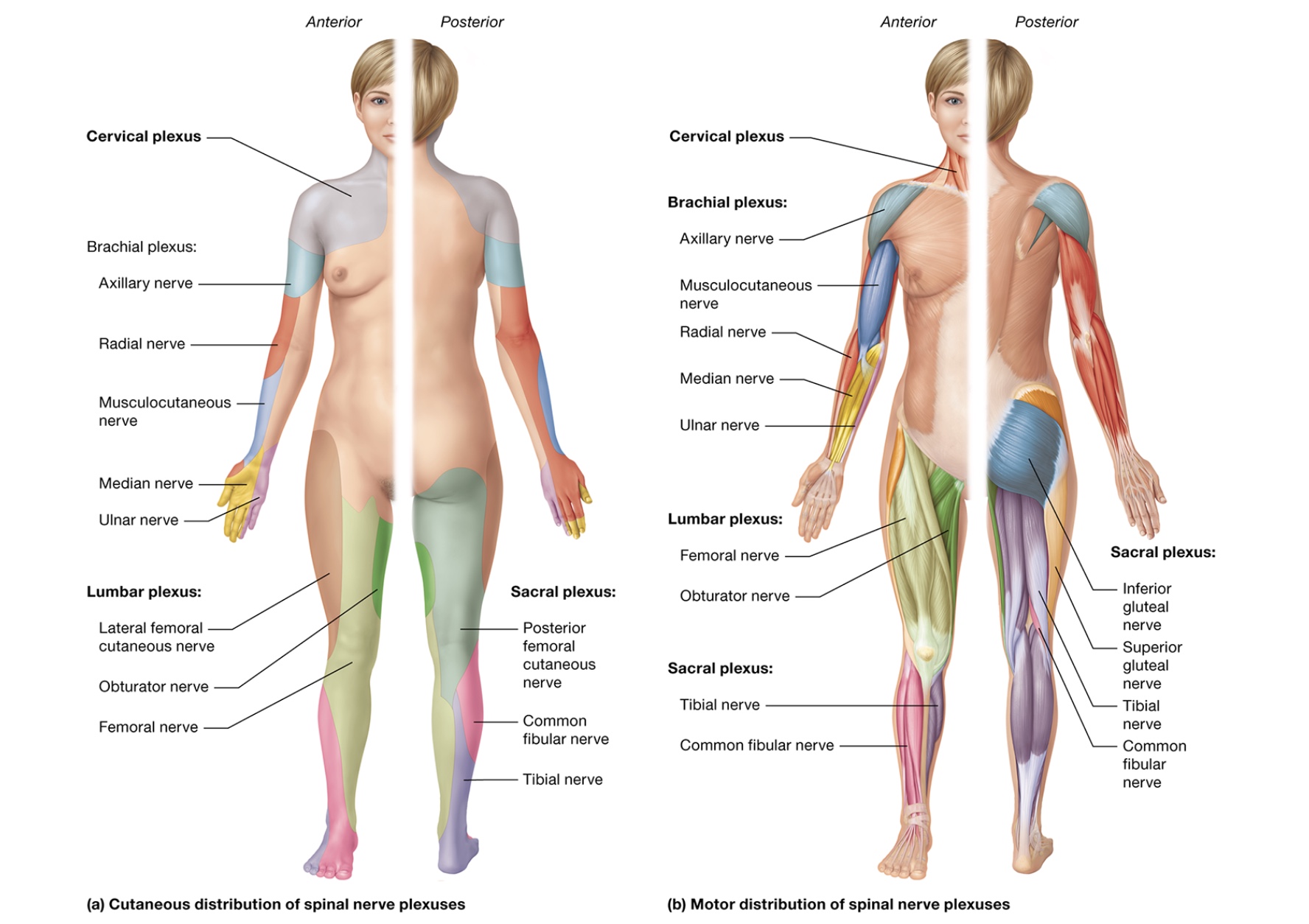 <p>sensory receptors</p>