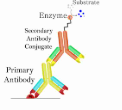 <p>What type of ELISA is this?</p>