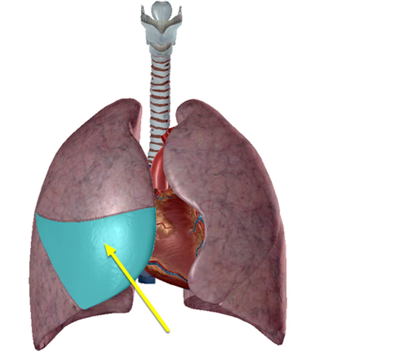 <p>only right lung</p>