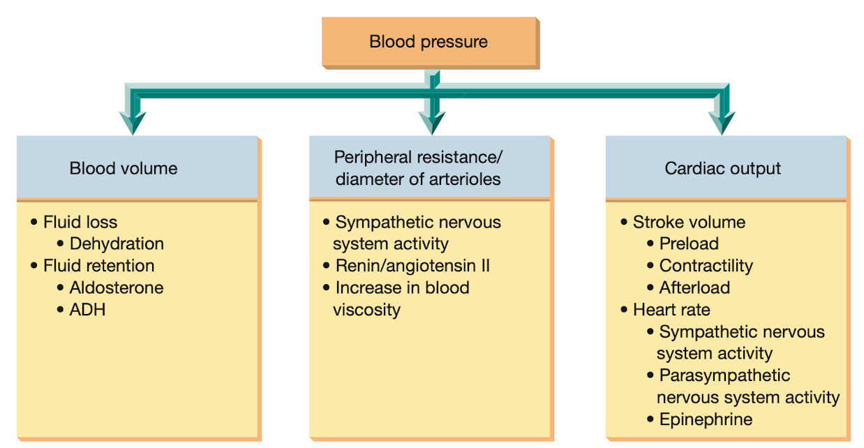 <ul><li><p>cardiac output</p></li><li><p>peripheral resistance</p></li><li><p>blood volume</p></li></ul>