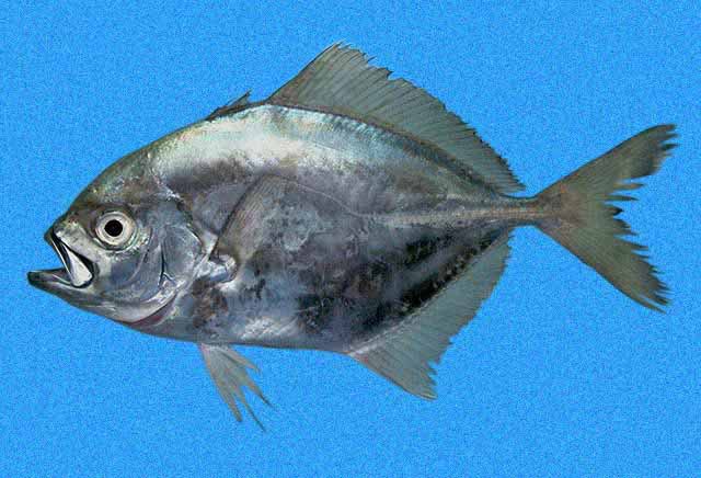 <p>The body is an oval shape</p><p>Silvery-grayish or brownish gray to bluish black or dusky</p><p>narrow dark semicircular mark at the base of the pectoral fin</p><p>Scutes with spines that point forward on the lateral line end by the tail</p>