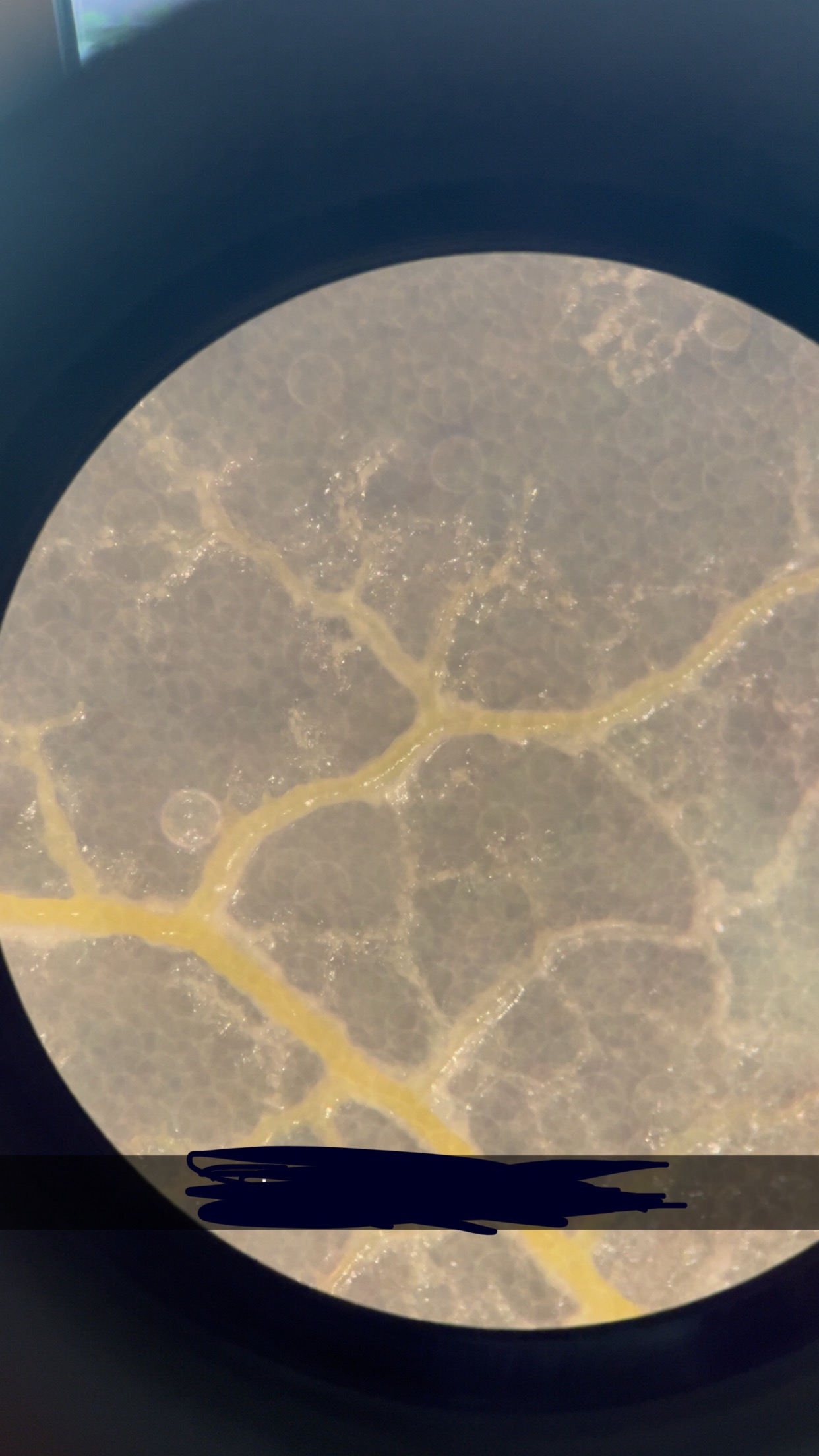 <p>Identify name, kingdom, domain, unicellular/multicellular</p>