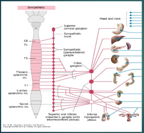 <p>Sympathetic Autonomic Innervation of the Abdomen and Pelvis</p><ul><li><p>______________ Trunks</p><ul><li><p>Run along both sides of ___________ column (from base of skull to coccyx)</p></li><li><p>Contain sympathetic ____________</p></li></ul></li><li><p>______________ nerves (Sympathetic)</p><ul><li><p><strong>Thoracic, lumbar, sacral</strong></p></li></ul></li><li><p>__________ ganglia</p><ul><li><p>Celiac, mesenteric</p></li></ul></li><li><p>Neurotransmitter</p><ul><li><p><strong>Mostly ____________</strong></p></li><li><p><strong>Some _____________</strong></p></li></ul></li><li><p>Action</p><ul><li><p><strong>____________ GI activity</strong></p></li></ul></li></ul><p></p>