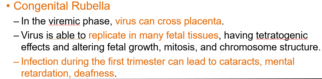 <ul><li><p>Virus replicates in many fetal tissues causing teratogenic effects</p></li><li><p>Can alter fetal growth, mitosis, and chromosome structure</p></li><li><p>Infection during the first trimester may lead to cataracts, mental retardation, and deafness.</p></li></ul><p></p>