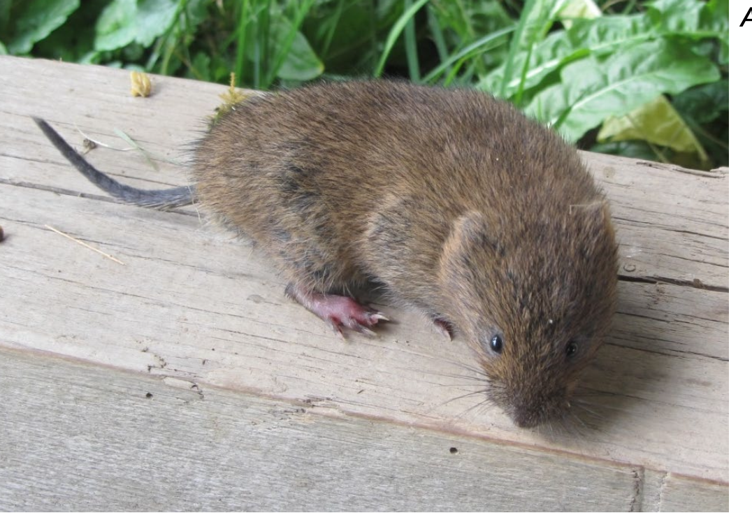 <p><strong>Lebensraum</strong></p><ul><li><p class="p1">Offene Lebensräume vom Tiefland bis in die Gebirge, meidet verdichtete oder steinige Böden</p></li><li><p class="p1">Gangsystem eines Individuums oder einer Familie (Paar mit Jungtieren und Subadulten) erstreckt sich über eine Länge von mehr als 10m (bis 80-90m), </p></li><li><p class="p1">hält sich fast ausschliesslich unterirdisch auf.</p></li></ul><p></p>