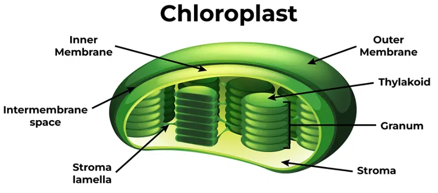 <p>Site of light dependent reactions →Thylakoid</p><p>Site of Calvin Cycle → Stroma</p><p>Lots of membrane (Surface area to absorb light energy)</p><p>Green pigments [chlorophyll a and b] to absorb specific wavelengths of light.</p>