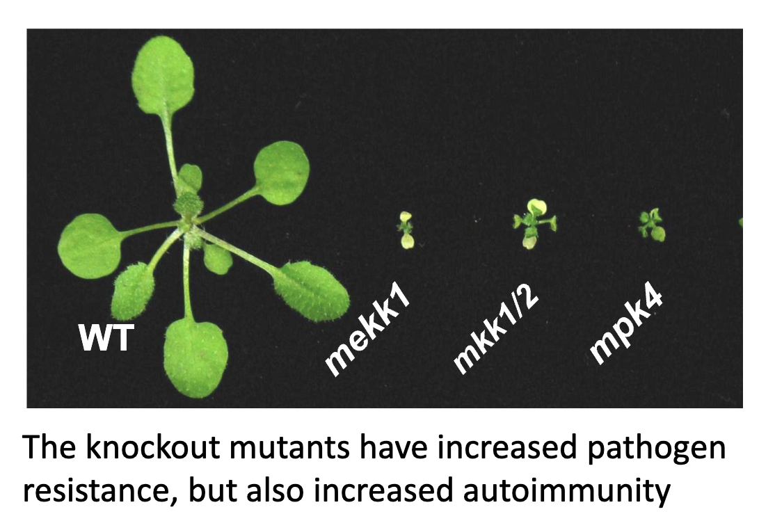 <ul><li><p>MKK1 and MKK2 have overlapping functions, if you knock out one, the other can still compensate</p><ul><li><p>would need to knock out both to see the single mutant phenotype</p></li></ul></li><li><p>single mutants have a lot more cell death</p></li></ul><p></p>