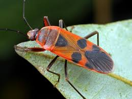 <p>Largid bugs</p>