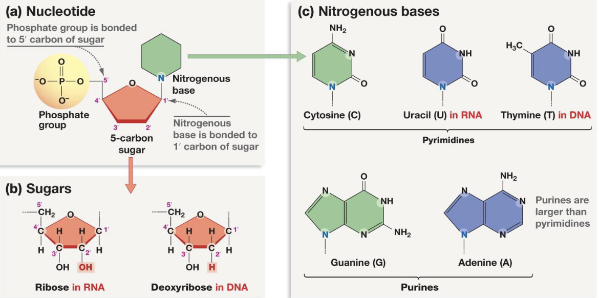 <p>3’ carbon of pentose has -OH that is needed to elongate the chain by attaching to 5’c carbon </p>
