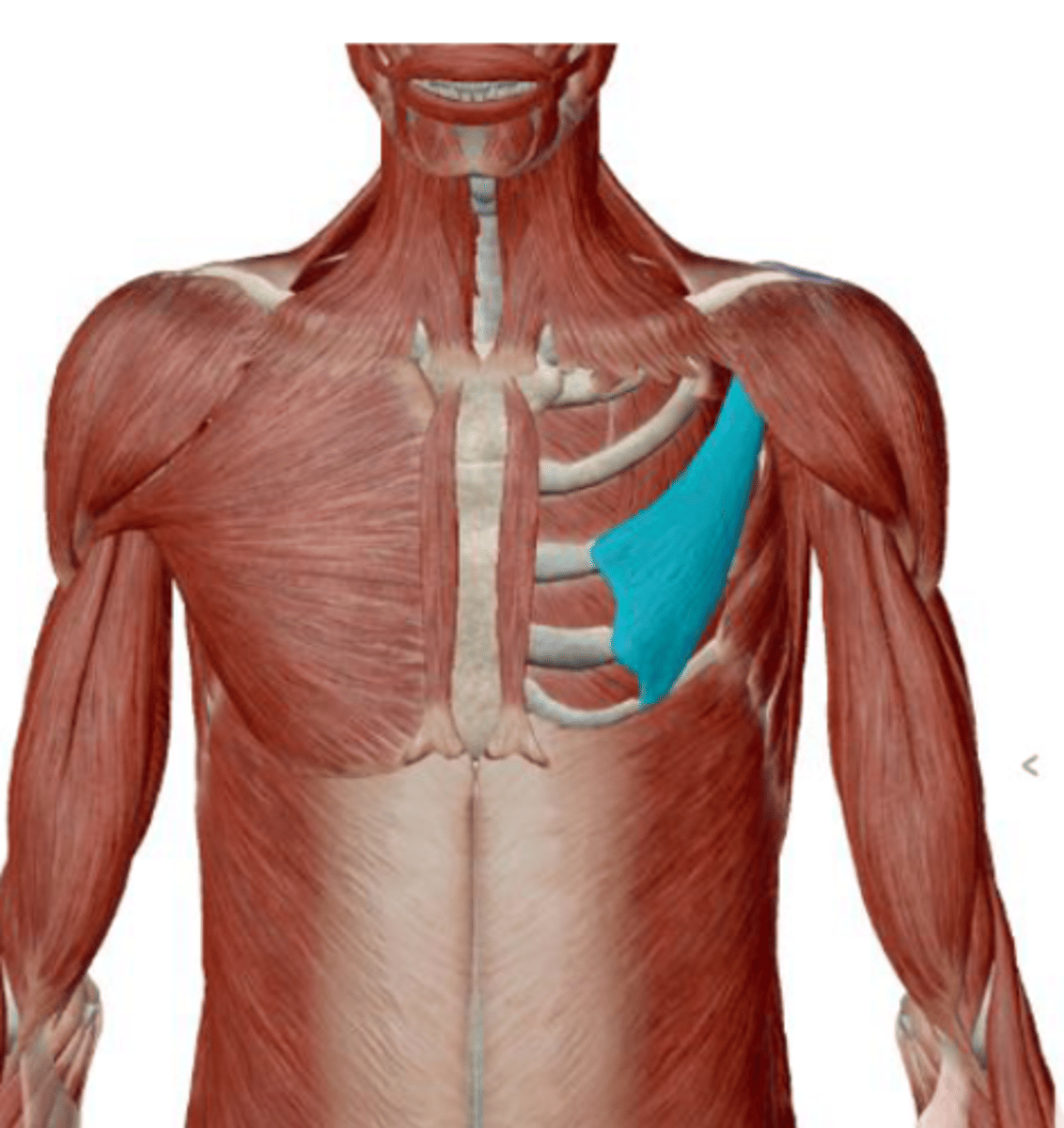 <p>scapular protraction and downward rotation</p>
