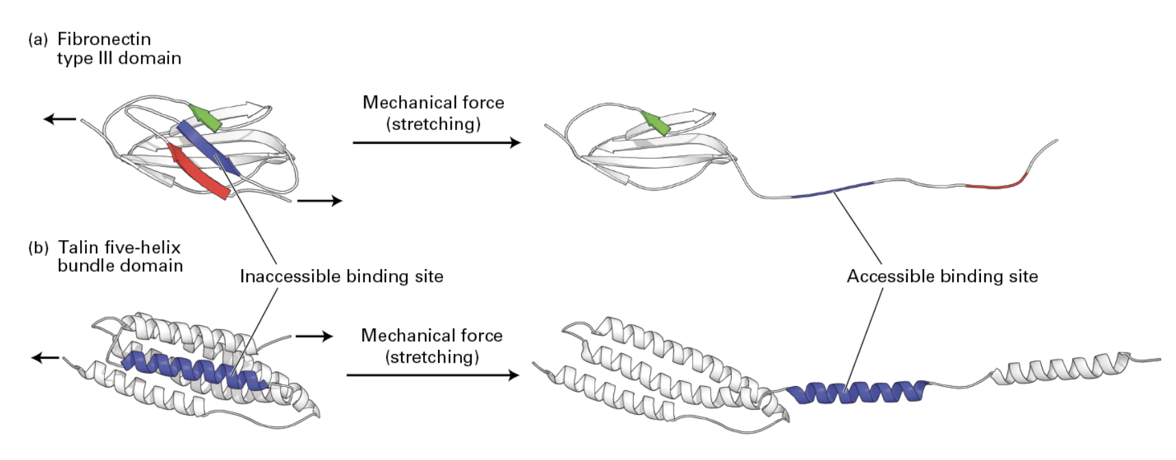 <p>Fibronectin is an adhesive glycoprotein that is primarily <strong>involved in cell–adhesive interactions</strong>. (promotes cell adhesion and migration).</p><p><span style="font-size: calc(var(--scale-factor)*28.00px)">Fibronectin stretching in the ECM from cells nearby can cue the recruitment of further proteins for reinforcement by revealing binding sites.</span></p><p>It’s an<span style="font-size: calc(var(--scale-factor)*31.00px)"> abundant component of the ECM found in all</span><br><span style="font-size: calc(var(--scale-factor)*31.00px)">vertebrates. Dimers of two similar polypeptides linked at the C-terminus by disulfide bonds (~60-70 nm long, 2-3 nm thick)</span><br><span style="font-size: calc(var(--scale-factor)*31.00px)">Helps attach cells to ECM by binding other ECM components, including fibrillar collagen, proteoglycans, and adhesion receptors</span><br><span style="font-size: calc(var(--scale-factor)*31.00px)">• <em>Domains are Type I, II, or III (according the repeats)</em></span><em><br></em><span style="font-size: calc(var(--scale-factor)*31.00px)"><em>• Arg-Gly-Asp (RGD) domain binds Integrin</em></span><span style="font-size: calc(var(--scale-factor)*34.00px)"><em>.</em> </span></p>