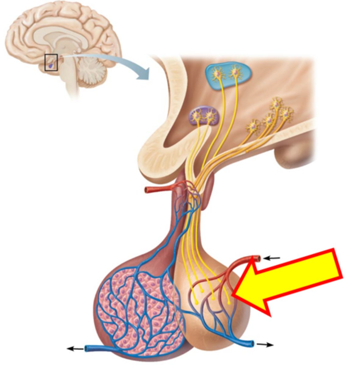<p>Name just the part at the end of the arrow.</p>