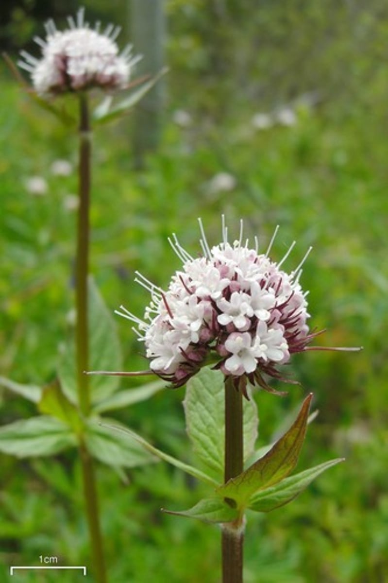 <p>Large white flowering plant</p><p>- Common in moist alpine meadows.</p><p>Medicinal and aromatic</p><p>- Known for strong scent</p><p>- Medicinally, roots used for calming effects, to promote restful sleep and reduce anxiety and stress.</p><p>- Often made into a ta or chewed but the taste can be unpleasant apparently (I’ve never tried!)</p><p>- Be cautious with plants used medicinally- traditional knowledge is important! E.g. too much of this could make you feel sick.</p>
