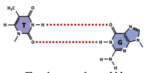 <p>Thymine-guanine wobble</p>
