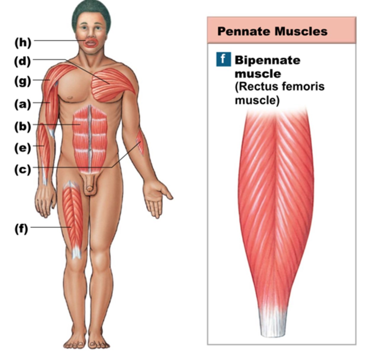 <p>-Form an oblique angle to the tendon of the muscle</p><p>-Muscle fibers are on both sides of the tendon</p><p>-Rectus femoris</p>
