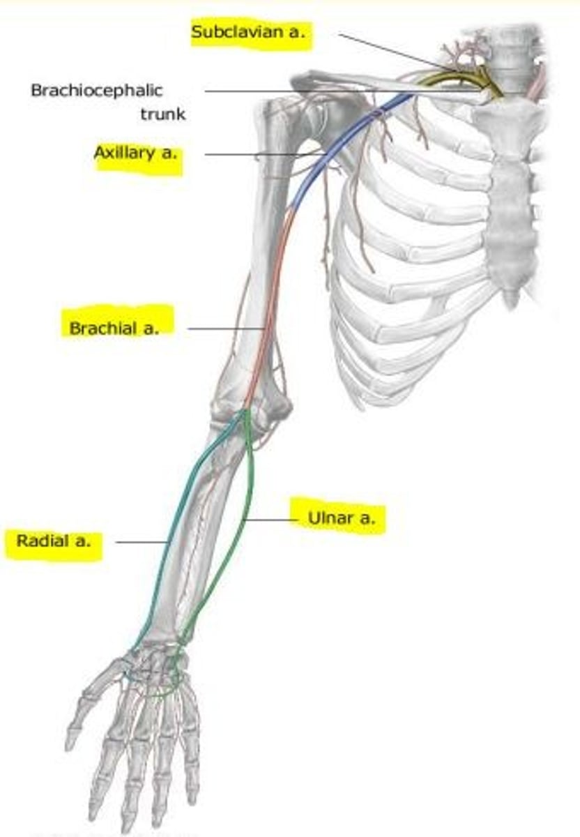 <p>Subclavian, axillary, brachial, radial and ulnar</p>