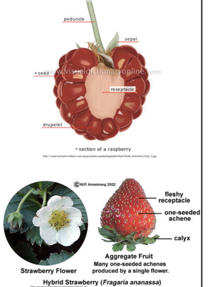 <p>Typically fleshy fruit that develops from many carpels on a single receptacle of a single flower- each carpel develops into a separate fruitlet- fruitlets mature together as a single unit on a common receptacle, along with any associated fleshy structures → in raspberries each carpel develops into a druplet, in strawberries receptacle becomes fleshy each carpel develops into an achene</p>