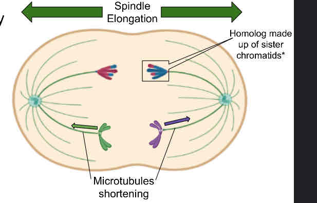 <ul><li><p><span>HOMOLOGS are separated by 2 forces</span></p></li></ul><ul><li><p><span>﻿﻿Spindle elongation</span></p></li><li><p><span>﻿﻿Shortening of the microtubules attached to chromosomes</span></p></li><li><p><span>﻿﻿Sister chromatids remain attached to each other at their centromeres</span></p></li></ul>