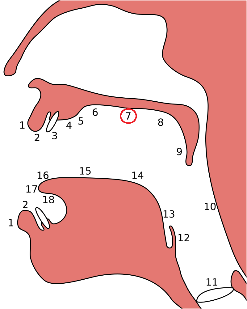 <p><span>Palatum/Palate</span></p>