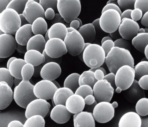 <ul><li><p>yeast </p></li><li><p>minimal model eukaryote</p></li><li><p>single celled </p></li></ul><p></p>