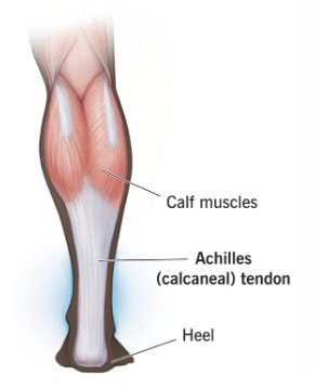 <p>Archilles/Calcaneal Tendon </p>