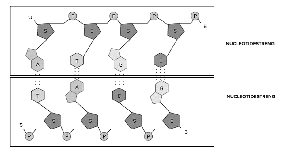 <p>Waaruit is een nucleotidestreng opgebouwd?</p>