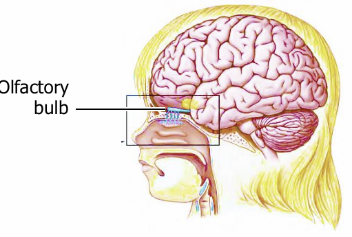 <p>olfactory bulb</p>