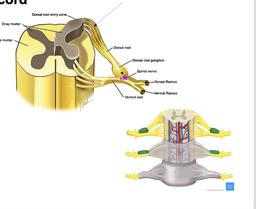 <p><span><span>sensory information enters</span></span><br><span><span>from outside the spinal cord at</span></span><br><span style="color: rgb(0, 0, 0);"><span>the dorsal roots (afferent</span></span><span style="color: rgb(0, 0, 0);"><br></span><span style="color: rgb(0, 0, 0);"><span>fibers) and combine into the</span></span><span style="color: rgb(0, 0, 0);"><br></span><span style="color: rgb(0, 0, 0);"><span>dorsal root ganglia</span></span></p><p><span style="color: rgb(0, 0, 0);"><span>motor information leaves the<br>spinal cord the ventral roots<br>(efferent fibers)<br>both combine to be spinal nerves then divide to serve afferent or efferent information<br>to the anterior and posterior<br>portions of the body</span></span></p>