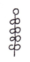 <p>Arrangement of flower?</p>