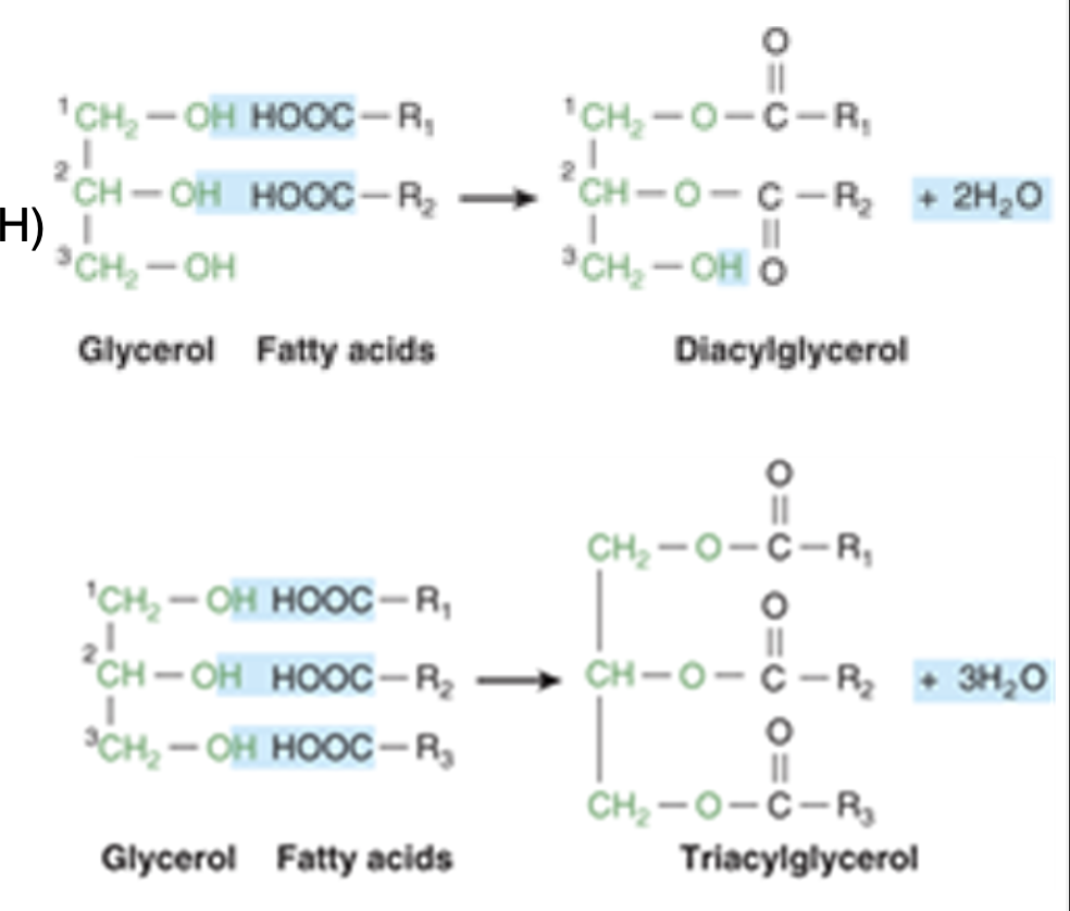 <p>major lipids in fat deposits and in food<br>-glycerol is a simple, 3-carbon chain molecule with hydroxyl group bonded to each carbon atoms<br>-hydroxyl groups of glycerol react with carboxylic acid groups of fatty acid chains to form acylglycerols</p>