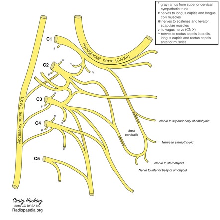 <ul><li><p>comprised of nerve fibers arising from ventral rami of C2–C3.</p></li><li><p>These two branches join in the anterior wall of the carotid sheath and form a neural loop. -The ansa cervicalis almost always travels anterior to the internal jugular vein [2].</p></li></ul>