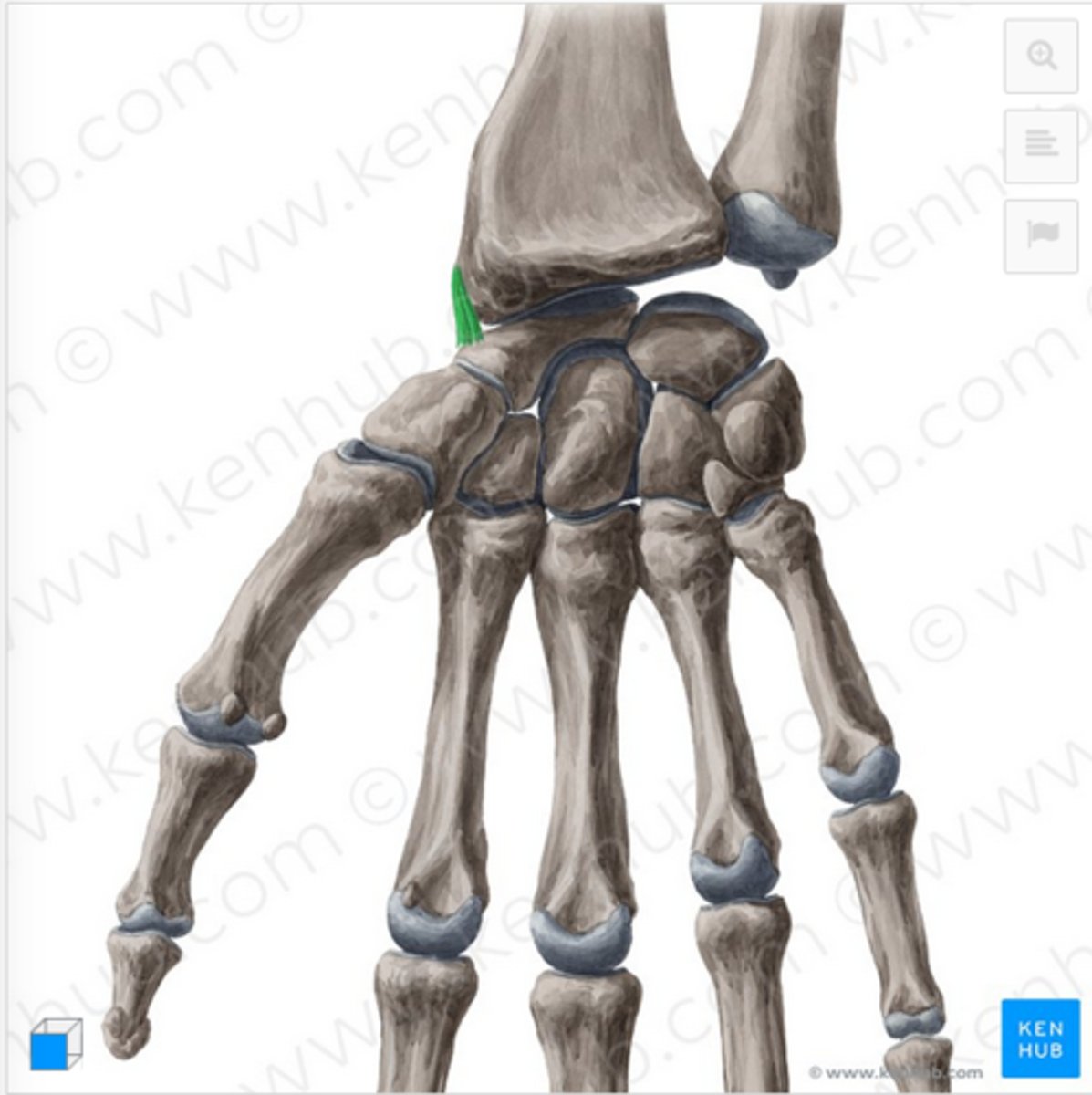 knowt flashcard image
