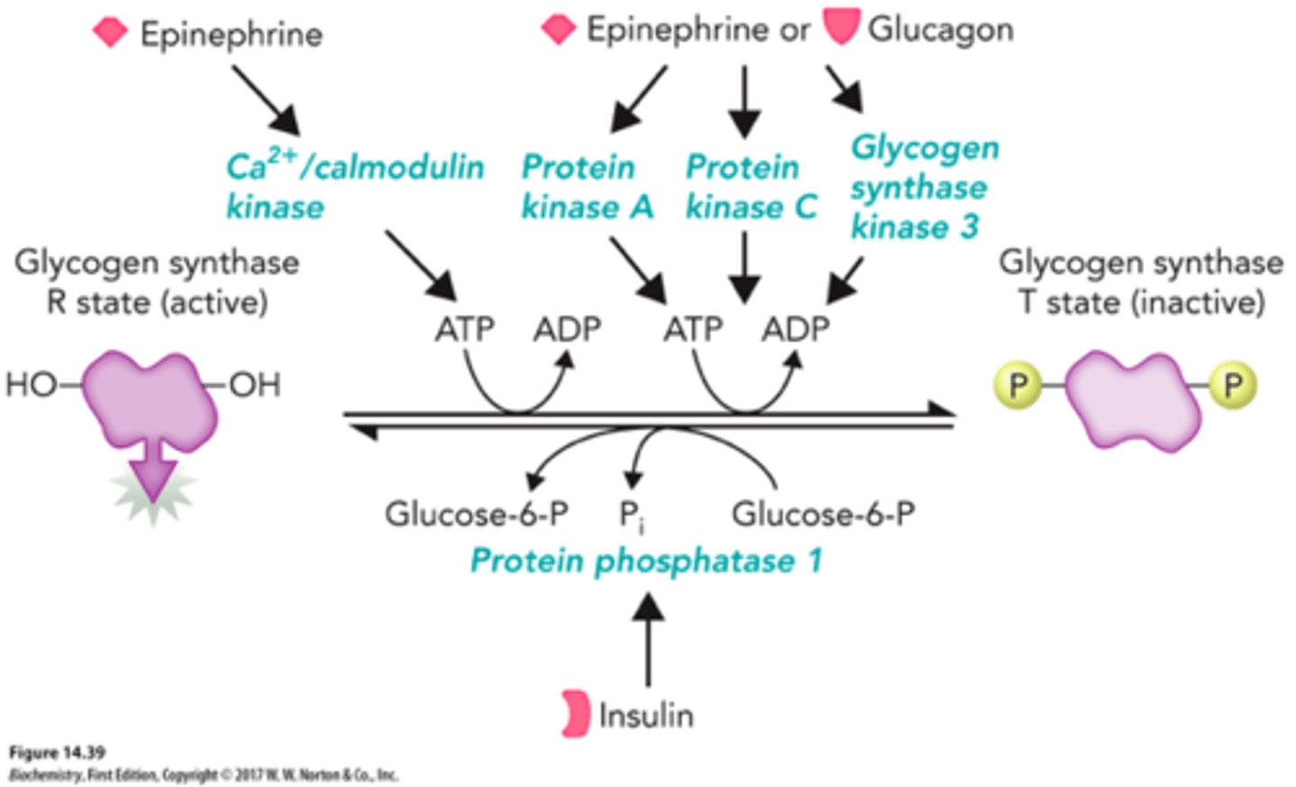 <p>-inhibited by glucagon and epinephrine</p><p>-glycogen synthase kinase (GSK) and protein kinase A (PKA) add a phosphoryl group to glycogen synthase and decrease its enzymatic activity</p><p>-PP1 removes phosphoryl groups from glycogen synthase (b -> a)</p><p>-insulin stimulates synthesis of glycogen when blood-glucose conc is high (inactivates GSK)</p>