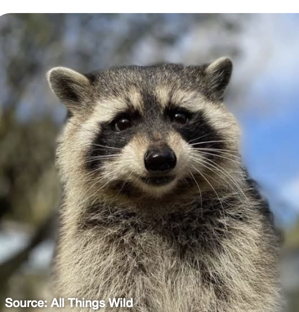 <p>racoon&nbsp;</p>