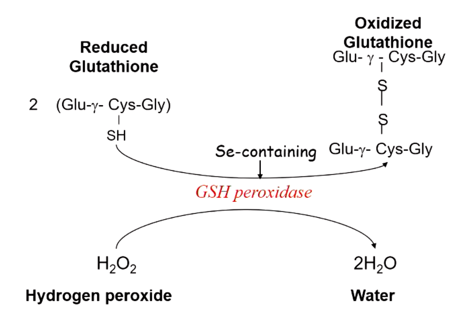 <p>glutathione (GSH) which contains selenium </p><p>G6P dehydrogenase produces NADPH which maintains glutathione levels needed to destroy peroxide</p>