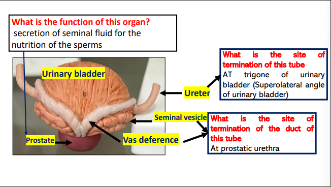 <p>at trigone of urinary bladder </p>