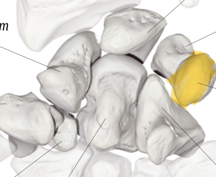 <p>Hoe heet dit bot?</p>