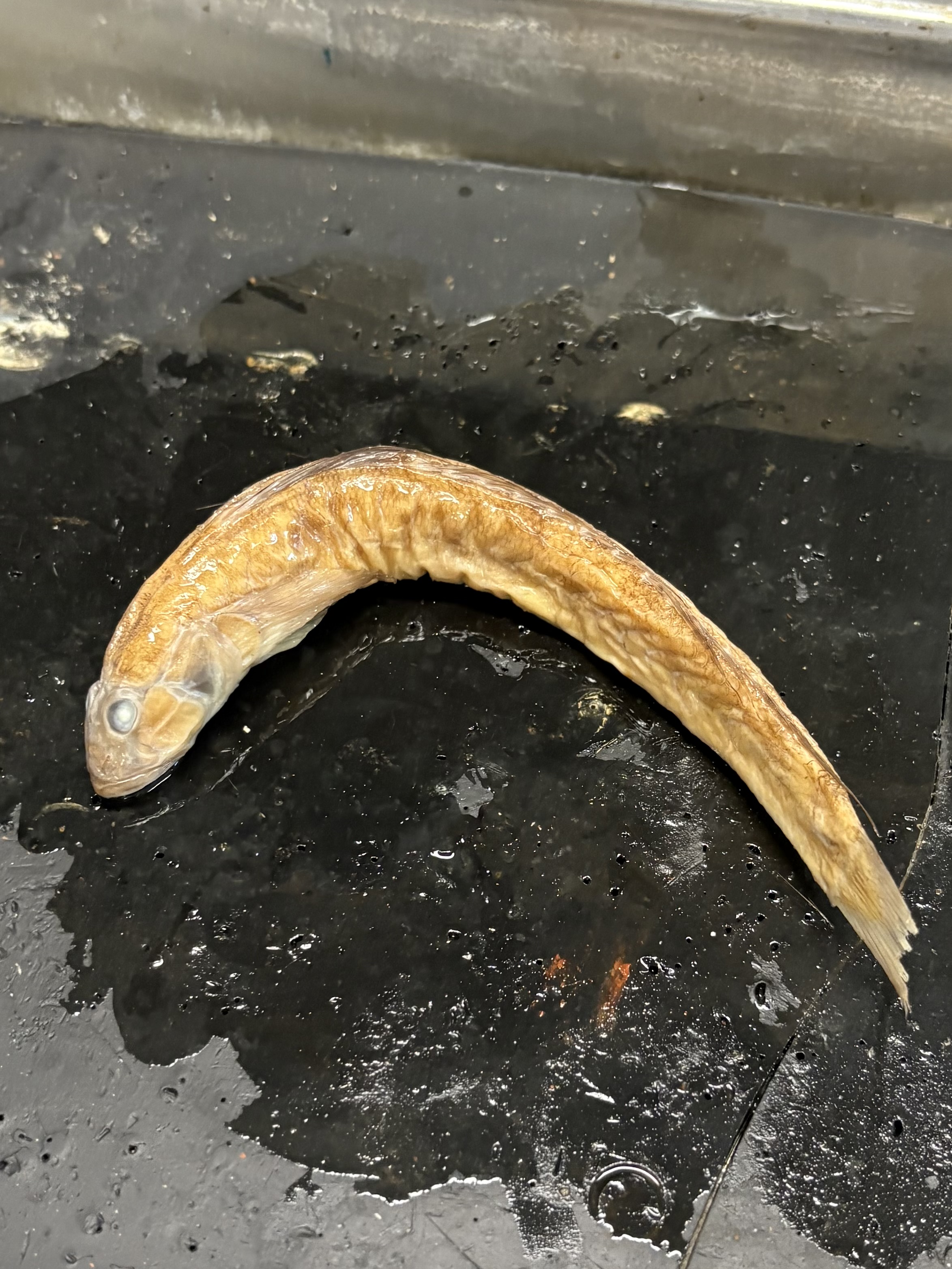 <p>name the superclass, class, subclass, order, and common name of this organism</p>