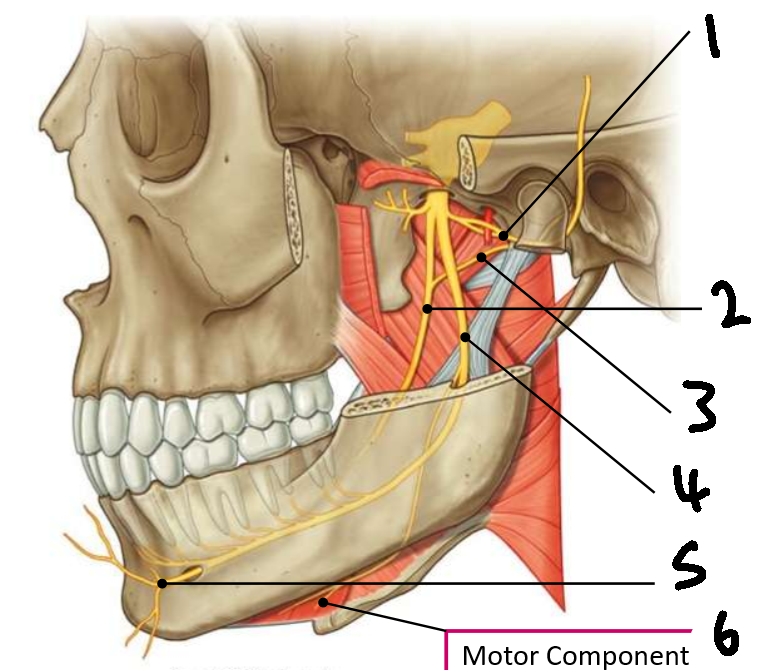 <p>Are these nerves sensory or motor?</p>