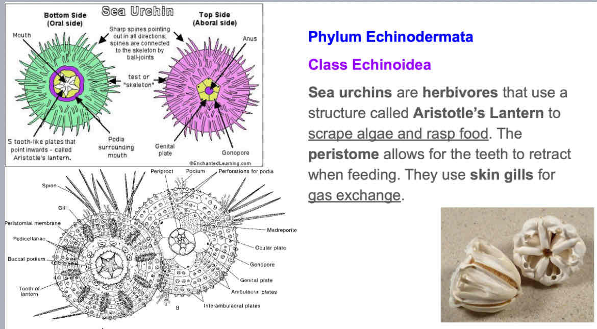 <p>Regular Echinoidea: Sea Urchins</p>