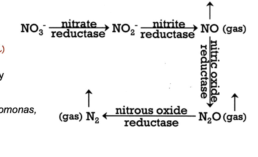 <p>D. Denitrification</p>