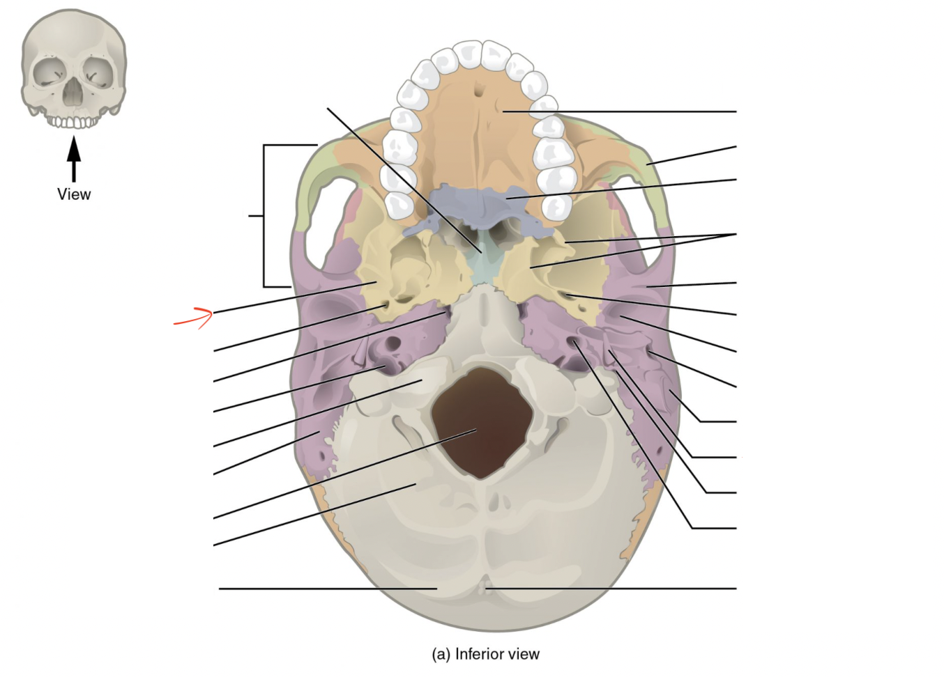 <p>irregular bone on floor of cranium, looks like a “bat”</p>